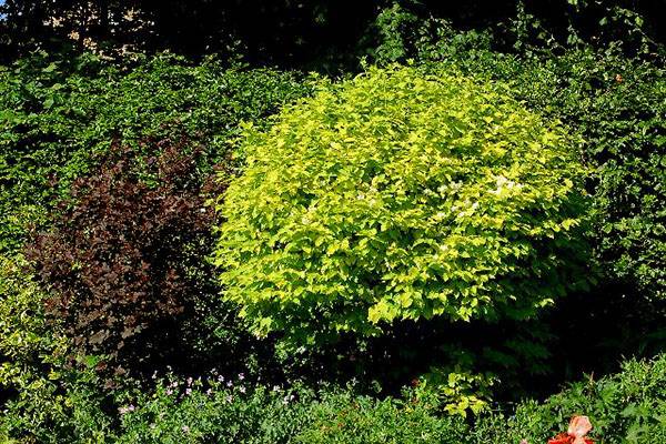 Сделайте свой участок солнечным, высадив желтые растения в саду - фото